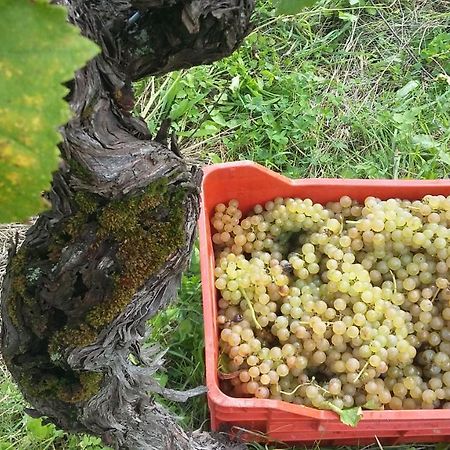 Farmstay Kmetija Stekar Койско Екстер'єр фото