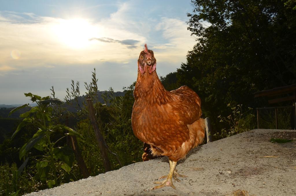 Farmstay Kmetija Stekar Койско Екстер'єр фото